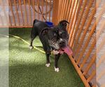 CASH - Male Bulloxer Dog for Adoption - Small photo