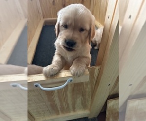 Golden Retriever Puppy for Sale in MOOSUP, Connecticut USA