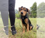 Small #4 Black and Tan Coonhound Mix