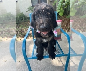 Labradoodle Puppy for Sale in PEMBROKE, Georgia USA