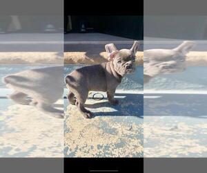 French Bulldog Puppy for sale in BROOKLYN, NY, USA