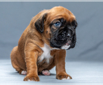 Puppy Brutus Boxer
