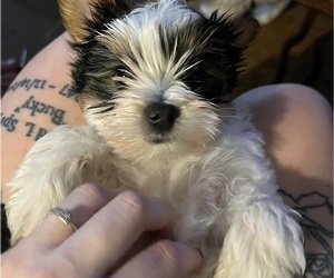 Yorkshire Terrier Puppy for Sale in GASTON, Oregon USA