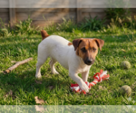 Small #1 Jack Russell Terrier