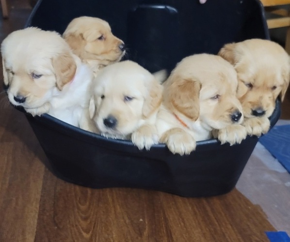 Medium Photo #20 Golden Retriever Puppy For Sale in ROCKFORD, MI, USA