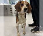 Small #2 Beagle Mix