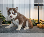 Small Photo #21 Siberian Husky Puppy For Sale in SHREVE, OH, USA