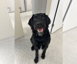 Small #4 Labradoodle