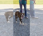 Small #3 Labrador Retriever Mix