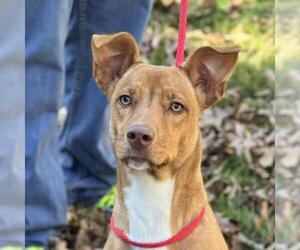 Unknown-Vizsla Mix Dogs for adoption in Yardley, PA, USA