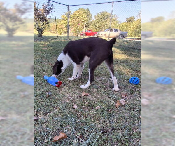 Medium Photo #4 Border Point Puppy For Sale in Mountain View, AR, USA