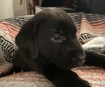 Small #10 Labrador Retriever