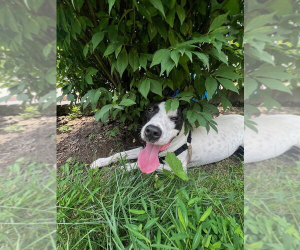 Medium Photo #6 Pointer-Unknown Mix Puppy For Sale in Elmsford, NY, USA