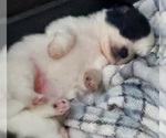 Small Photo #1 Pomsky Puppy For Sale in EUFAULA, OK, USA
