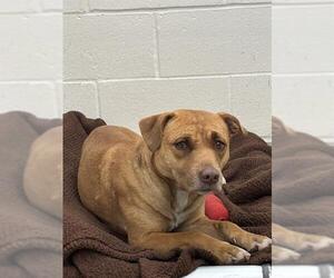 Mutt Dogs for adoption in Jackson, CA, USA
