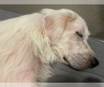 Small #6 Great Pyrenees