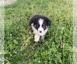 Small Photo #24 Australian Shepherd Puppy For Sale in EXETER, MO, USA