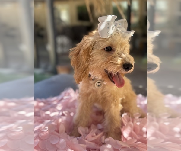 Medium Photo #22 Goldendoodle mix (+ Poodle Miniature) Puppy For Sale in MENIFEE, CA, USA