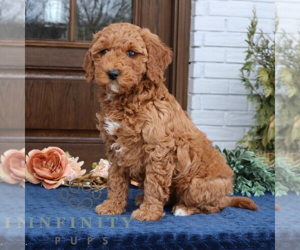 Medium Photo #2 Goldendoodle (Miniature) Puppy For Sale in NARVON, PA, USA