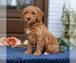 Small #1 Goldendoodle (Miniature)