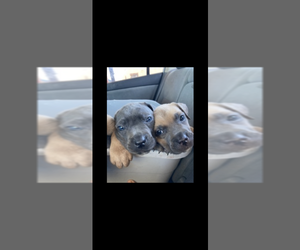Medium Photo #2 Cane Corso Puppy For Sale in WICHITA, KS, USA