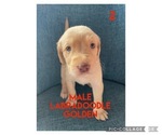 Puppy 3 Labradoodle