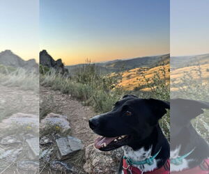 Labrador Retriever-Unknown Mix Dogs for adoption in Fort Collins, CO, USA