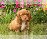 Small #2 Cocker Spaniel