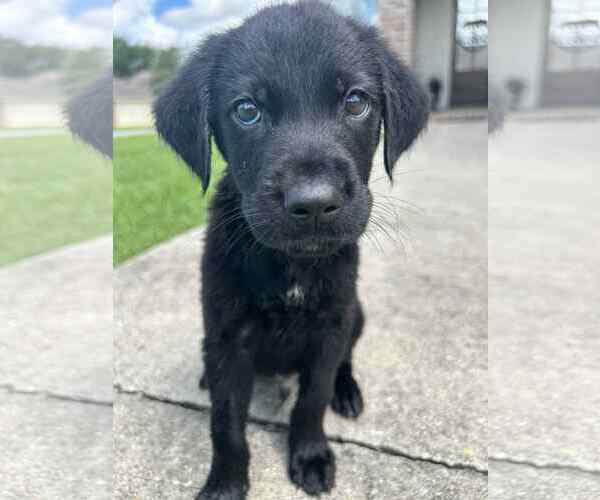 Medium Photo #2 Labrador Retriever-Unknown Mix Puppy For Sale in Oakhurst, NJ, USA