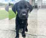 Small #1 Labrador Retriever Mix