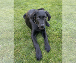 Small #1 Labrador Retriever Mix