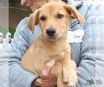 Small #5 Colonial Cocker Spaniel Mix