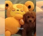 Puppy Puppy 6 Orion Poodle (Miniature)