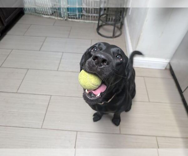 Medium Photo #3 Labrador Retriever Puppy For Sale in Clovis, CA, USA