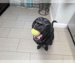 Small #2 Labrador Retriever