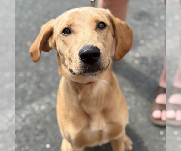 Medium Photo #6 Labrador Retriever-Unknown Mix Puppy For Sale in Canton, CT, USA