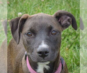 American Staffordshire Terrier-Labrador Retriever Mix Dogs for adoption in Huntley, IL, USA