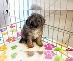Layla - Female Cavapoo (Miniature)-Poodle (Toy) Mix Puppy for Sale - Photo #4