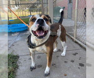 Mutt Dogs for adoption in Modesto, CA, USA