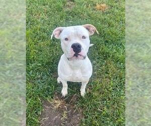 American Bulldog Dogs for adoption in Modesto, CA, USA