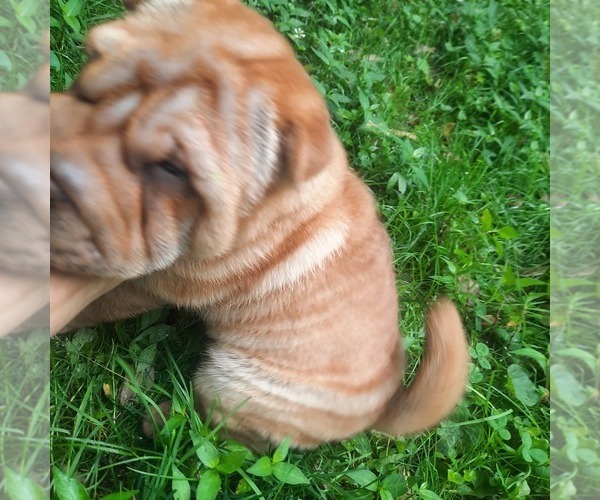 Medium Photo #4 Chinese Shar-Pei Puppy For Sale in SOMERSET, KY, USA