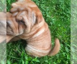Small #3 Chinese Shar-Pei