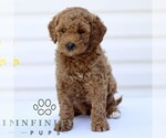 Small Goldendoodle (Miniature)