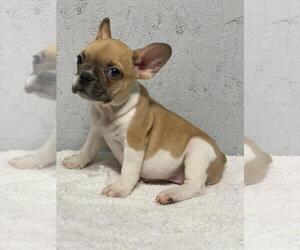 French Bulldog Puppy for sale in CHARLESTON, SC, USA
