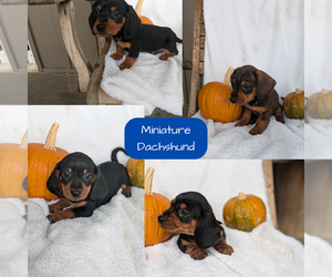 Dachshund Puppy for Sale in GOSHEN, Indiana USA