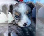 Small Photo #8 Chihuahua Puppy For Sale in CHARLESTON, AR, USA
