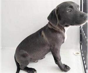 Labrador Retriever Dogs for adoption in Houston, TX, USA