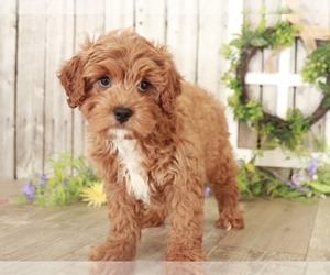 Cavapoo Puppy for sale in MOUNT VERNON, OH, USA
