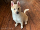 Small Photo #1 Pomsky Puppy For Sale in DONNELLSON, IA, USA