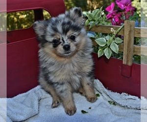 Pomeranian Puppy for sale in DINWIDDIE, VA, USA